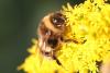 Bombus sp.